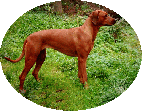 Agbani Brown Pearl Fontanesia