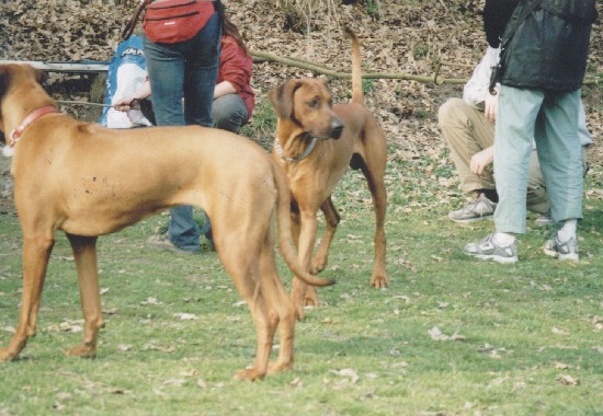 Richie (Adios Almond) a bezhlav� Banynka (Banshee Murrayana)