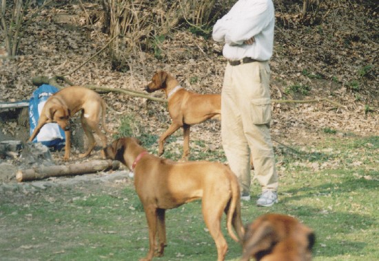 Betyna, Richie (Adios Almond), Banynka (Banshee Murrayana), pan Schaffer