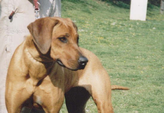 Alushka (=Banqui Fontanesia)