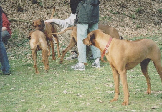 Richie (Adios Almond), mamina Betyna, Redy (Blizzard Red), Banynka (Banshee Murrayana)