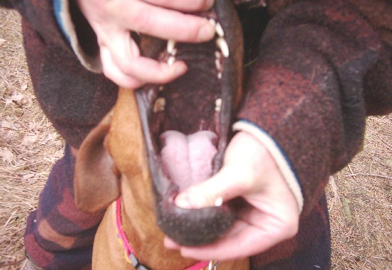 Correct Prewiew of Molars and M3