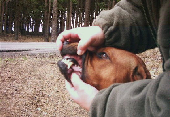 Correct Prewiew of Premolars and P1