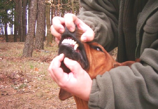 Correct Prewiew of Occlusion