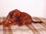Coco - 3,5 t�dne