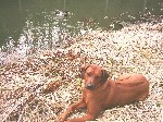 No co, co? Pasu kachny, ne? Border kolie byly vy�lecht�n� k pasen� ovc� a ridgeback zase k pasen� ka�en.