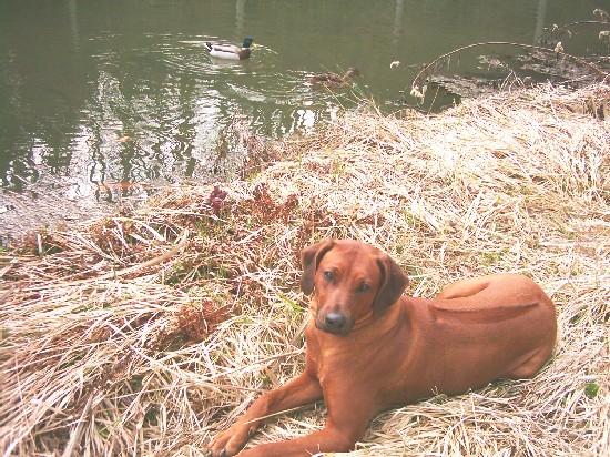 No co, co? Pasu kachny, ne? Border kolie byly vy�lecht�n� k pasen�
 ovc� a ridgeback zase k pasen� ka�en.