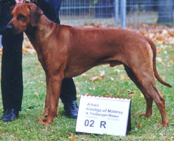 Foto psa Aikwa Kindiga Of Mabesy uve�ejn�no s laskav�m svolen�m jeho majitelky pan� Hannelore Freiberg-Weber