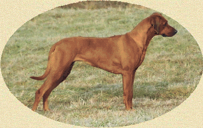 Agbani Brown Pearl Fontanesia